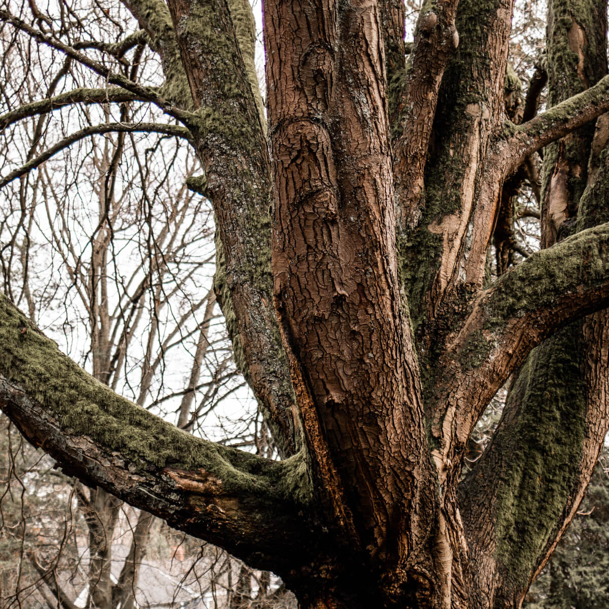 El Cedro Rojo